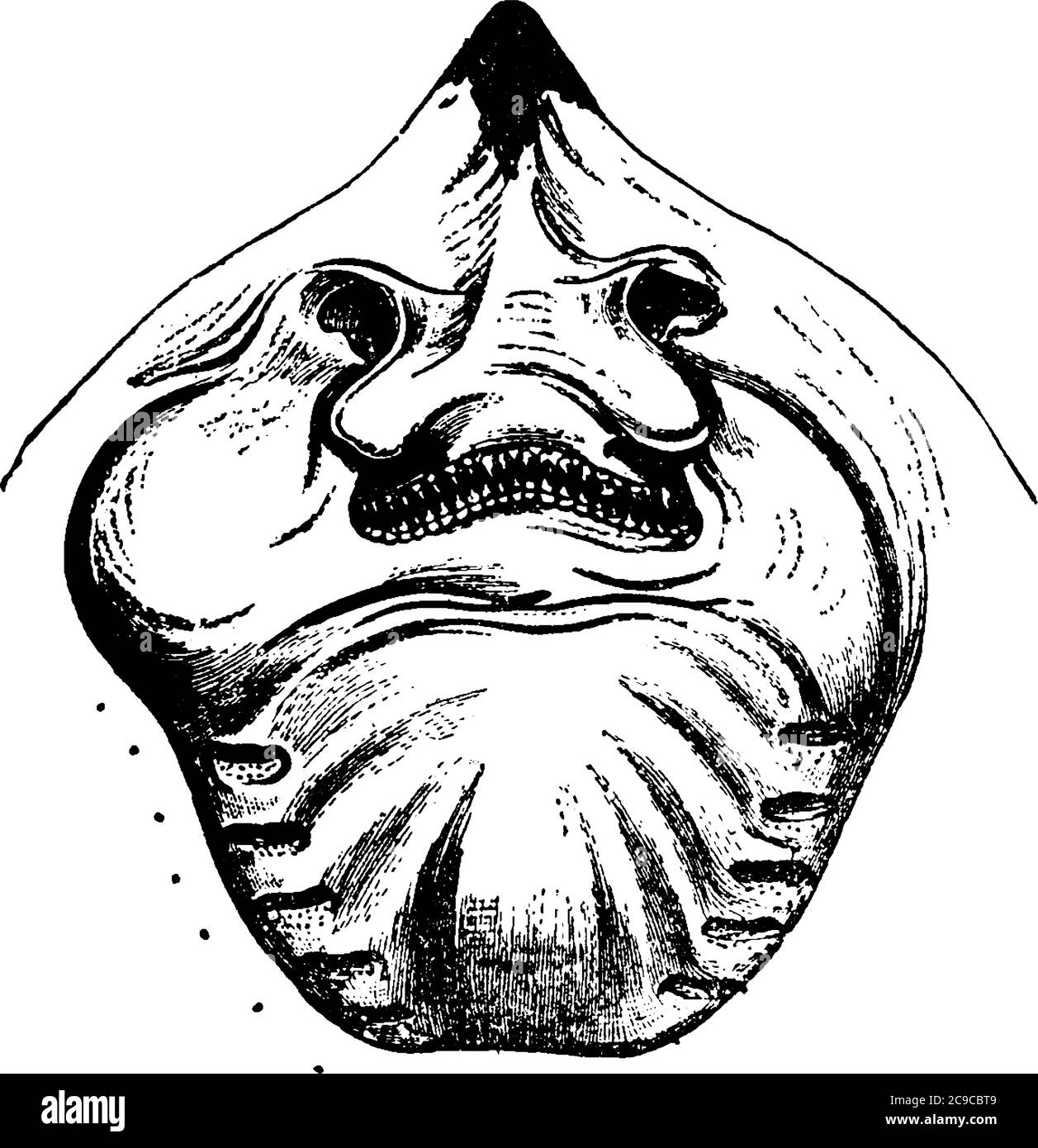 Une représentation typique de l'aspect plus large de la tête de poisson, l'espèce Raia lemprieri, le dessin de ligne vintage ou l'illustration de gravure. Illustration de Vecteur