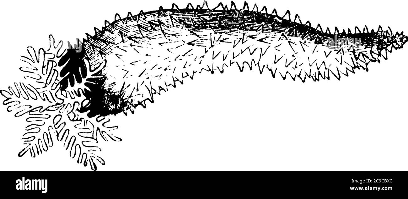 Les concombres de mer sont des animaux marins avec une peau en similicuir et un corps allongé, dessin de ligne vintage ou illustration de gravure. Illustration de Vecteur