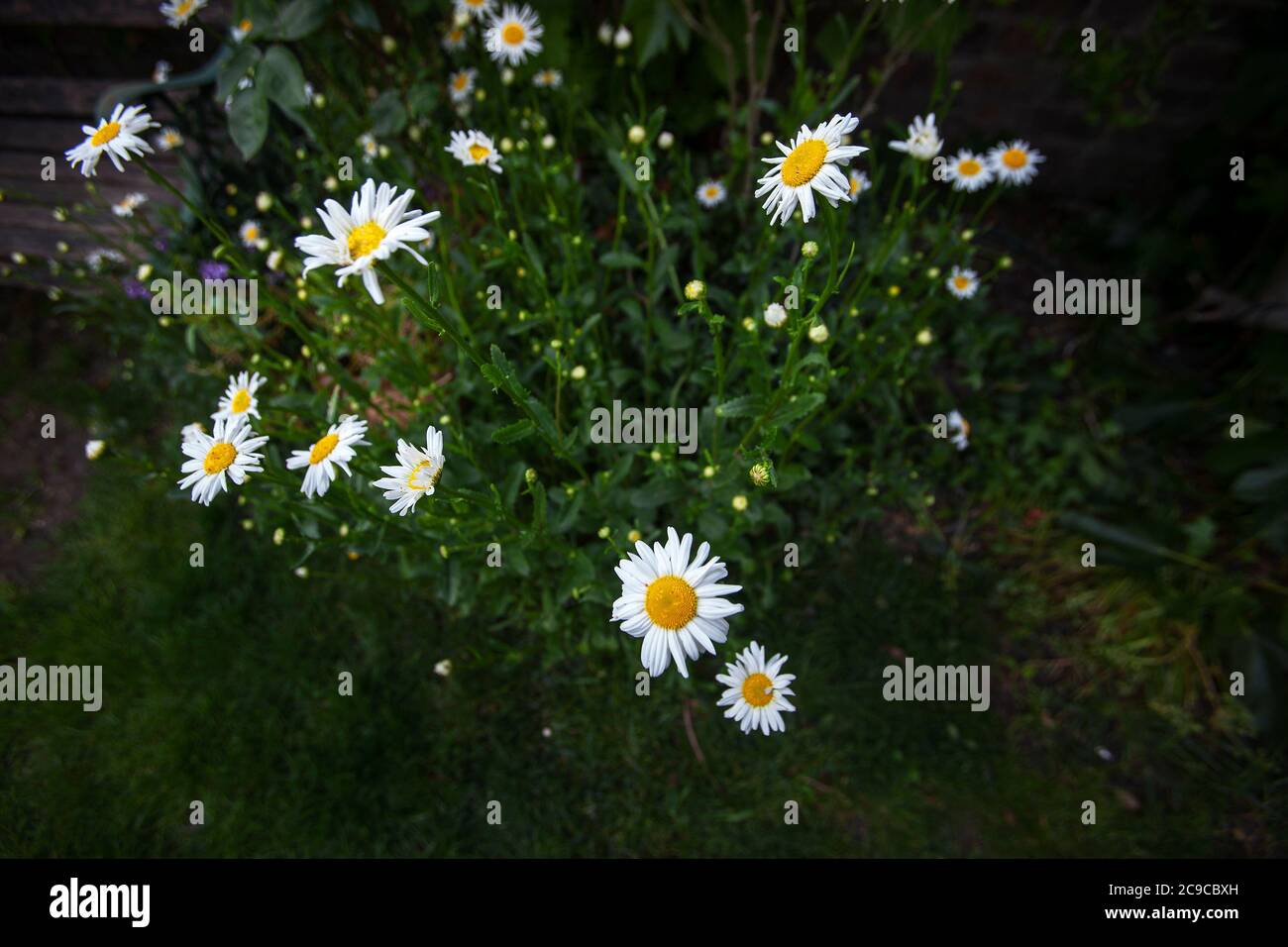 pâquerettes d'œnox, zone d'intérêt peu profonde dans le jardin. Banque D'Images