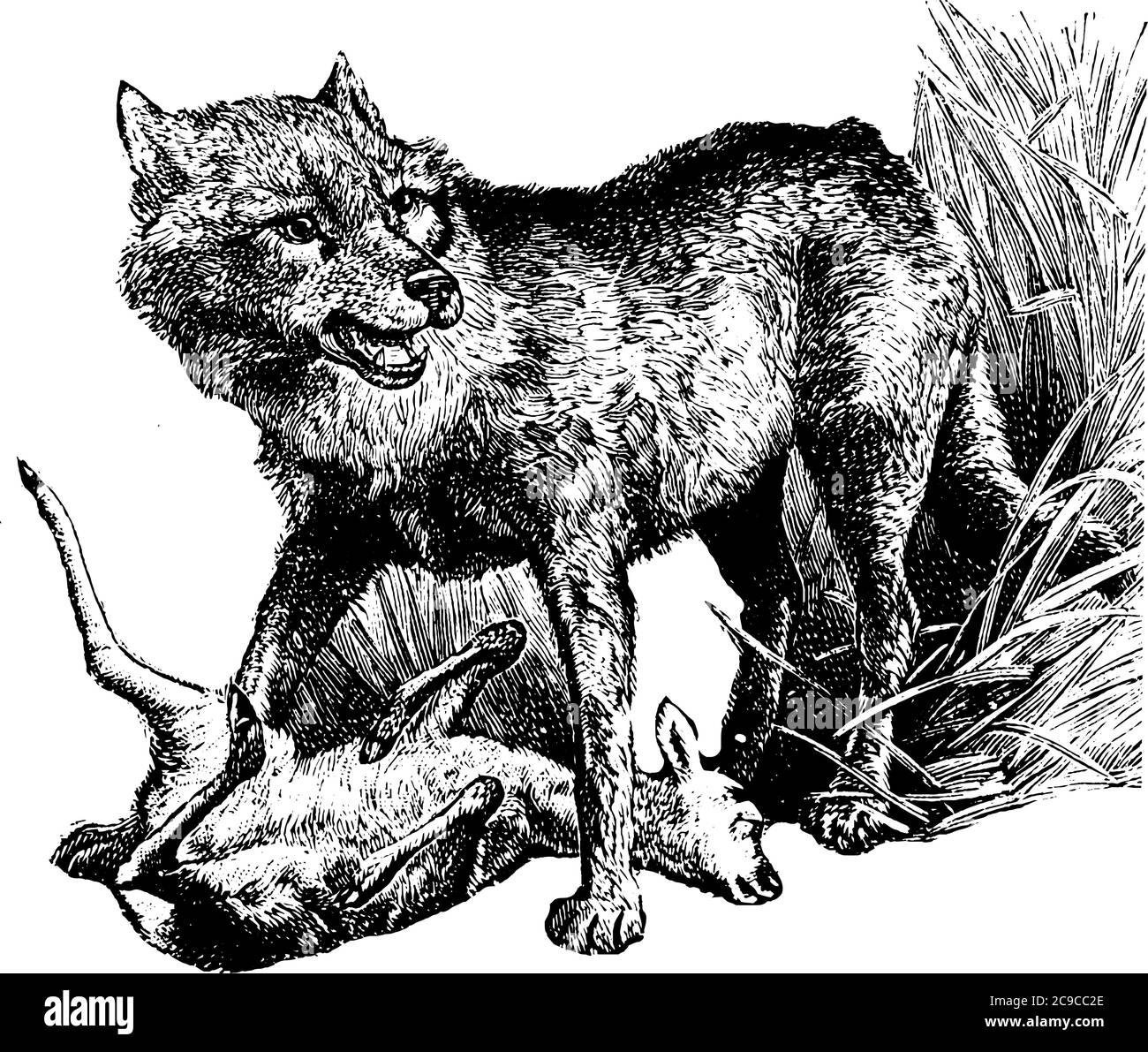 Wolf est un animal sauvage de couleur grise ayant une durée de vie de 6-8 ans, un dessin de ligne vintage ou une illustration de gravure. Illustration de Vecteur
