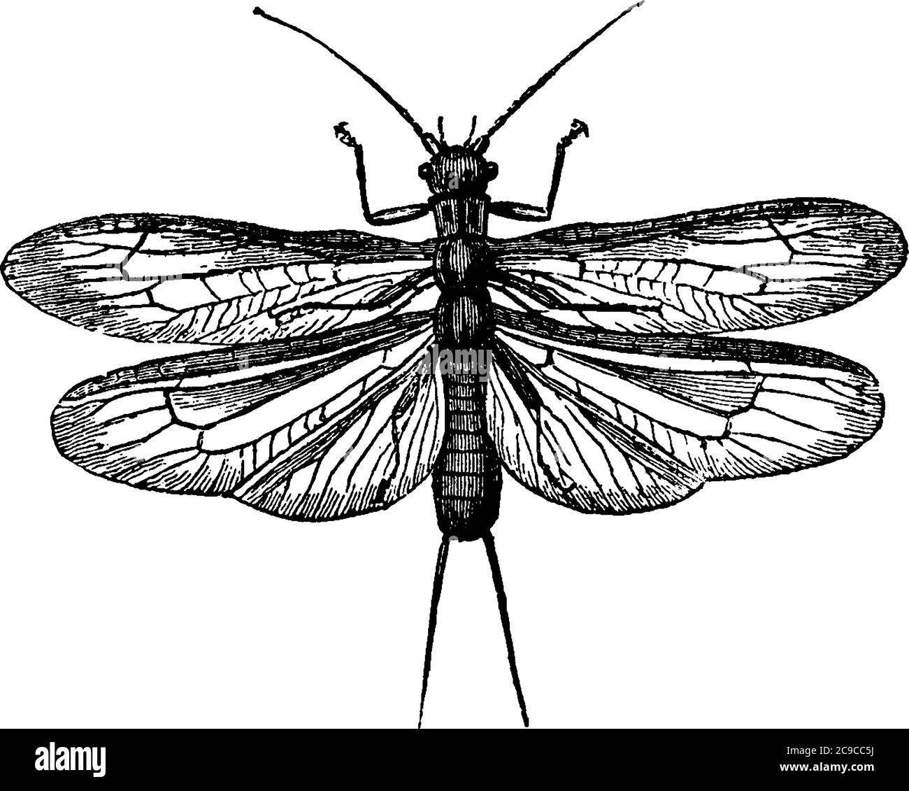 Image montrant la structure de la mouche de pierre, dessin de ligne vintage ou illustration de gravure. Illustration de Vecteur
