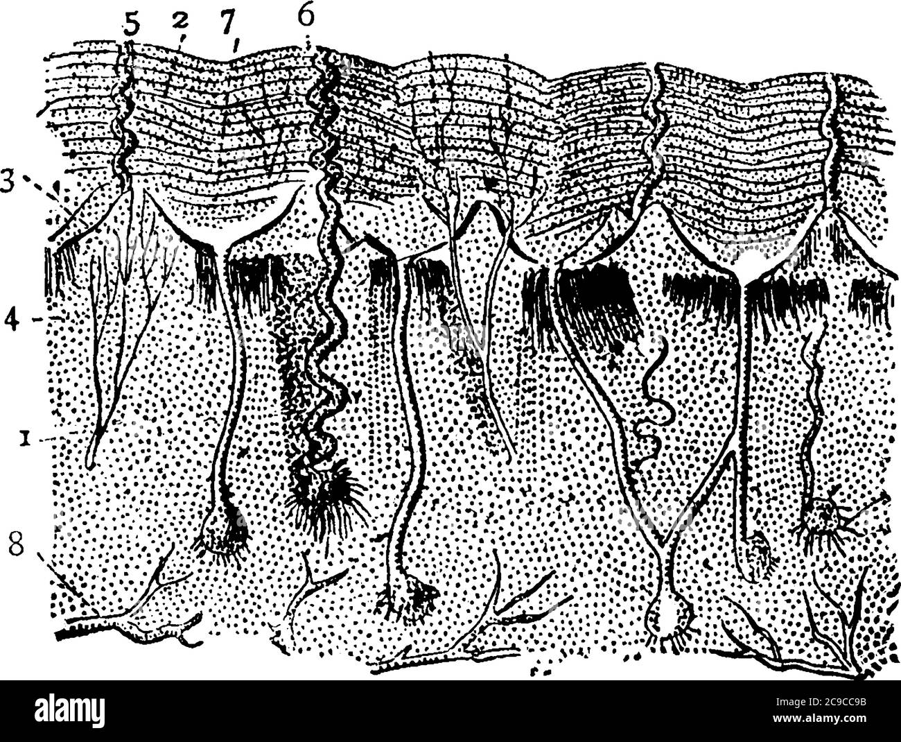Une vue microscopique de la section verticale de la peau, représentant des parties comme, la cutis, la cuticule en couches, la papilla, les nerfs de la papilla, la vesse du sang Illustration de Vecteur