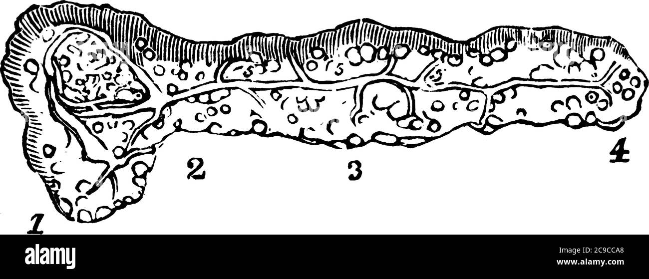 Le pancréas est un organe qui se décharge, les jus digestifs dans l'intestin grêle et l'insuline hormonale dans le flux sanguin., le dessin de ligne vintage ou fr Illustration de Vecteur