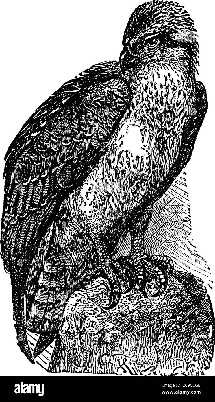 Osprey, espèce de Pandion haliatus est un grand rapaleur, est brun sur les parties supérieures et surtout grisâtre sur la tête et les parties inférieure, pond trois ou quatre oeufs Illustration de Vecteur