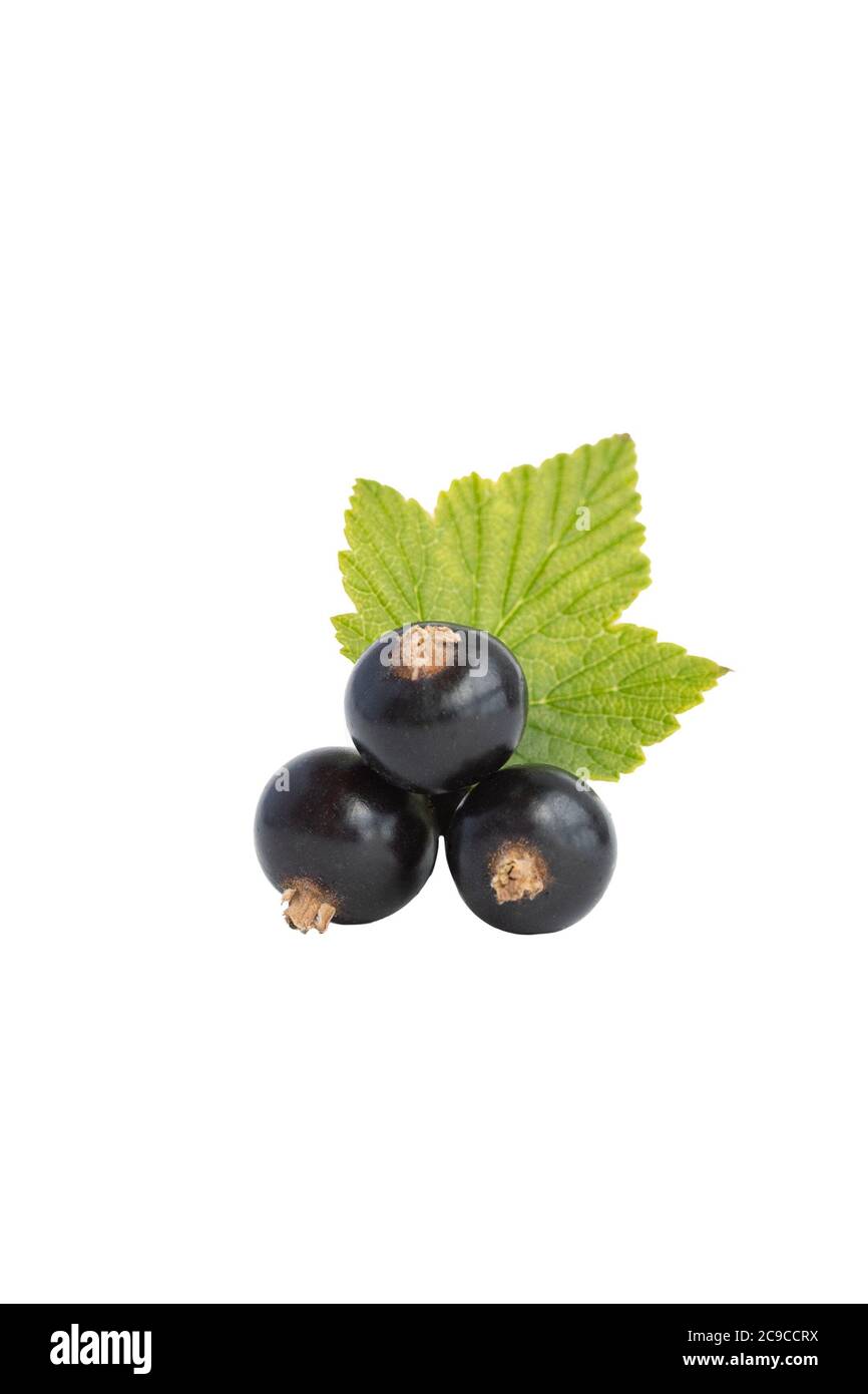 Gros plan de baies de cassis fraîches sur fond blanc. Banque D'Images