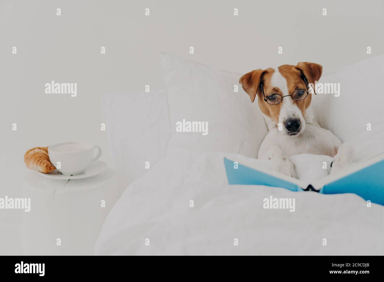 Le chien térier Jack russel est un chien d'origine intelligent qui reste dans un lit confortable et lit un livre comme un homme, porte des spectacles ronds, délicieux petit déjeuner à proximité. Animaux, Banque D'Images