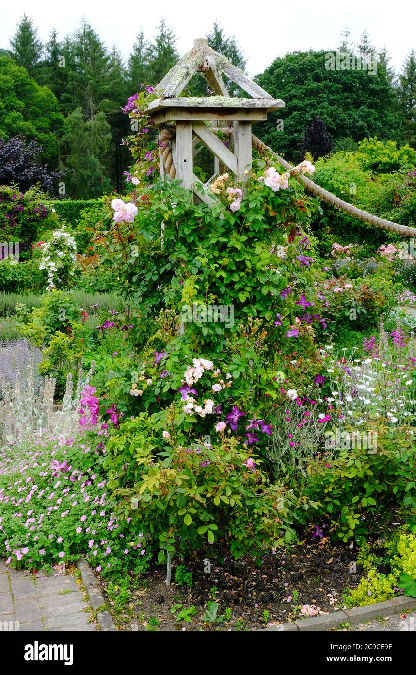 Assortiment de roses et de clématis grimpant un treillis de bois - John Gollop Banque D'Images
