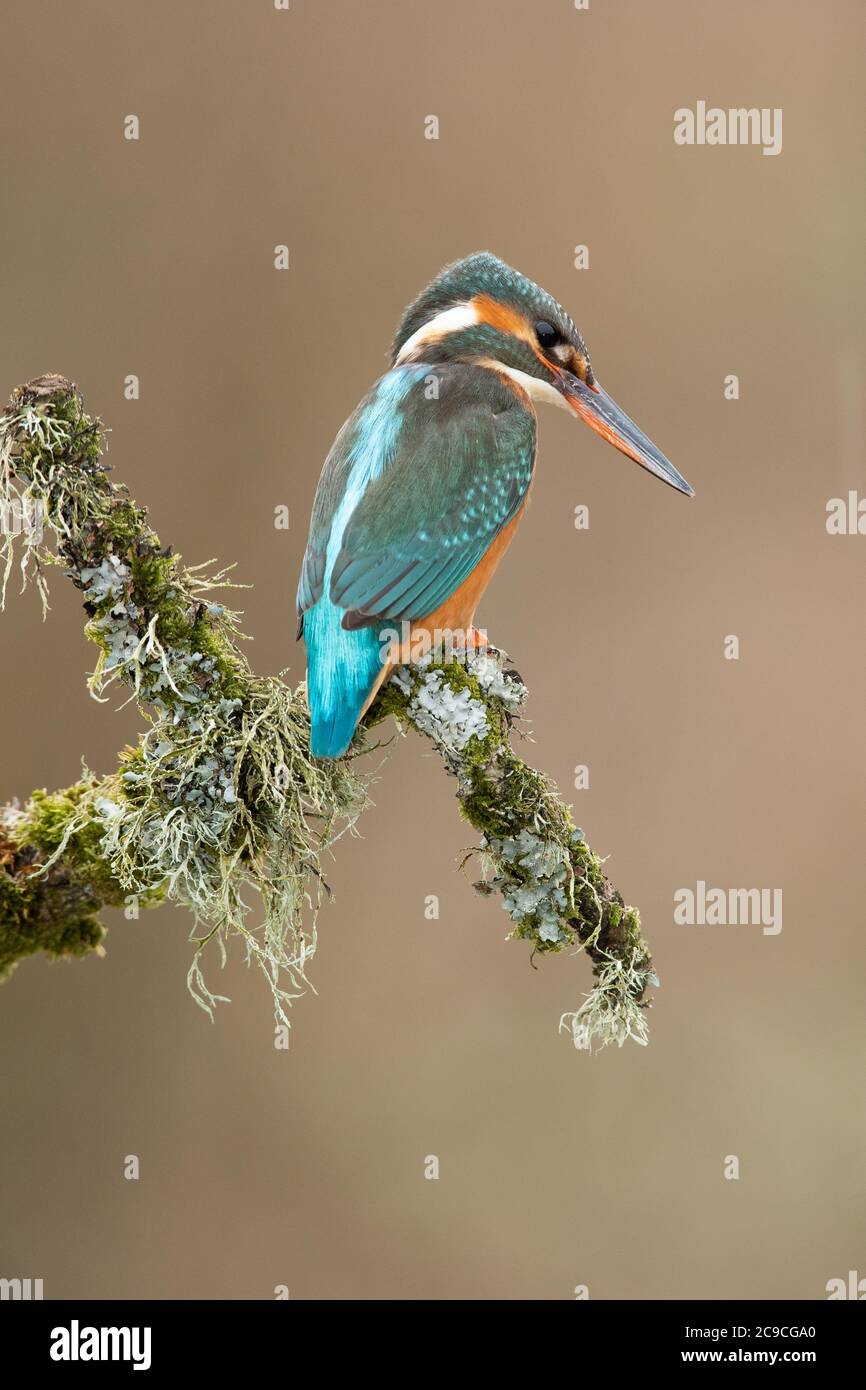 Femelle Kingfisher en position verticale sur une branche de couverture de lichen Banque D'Images