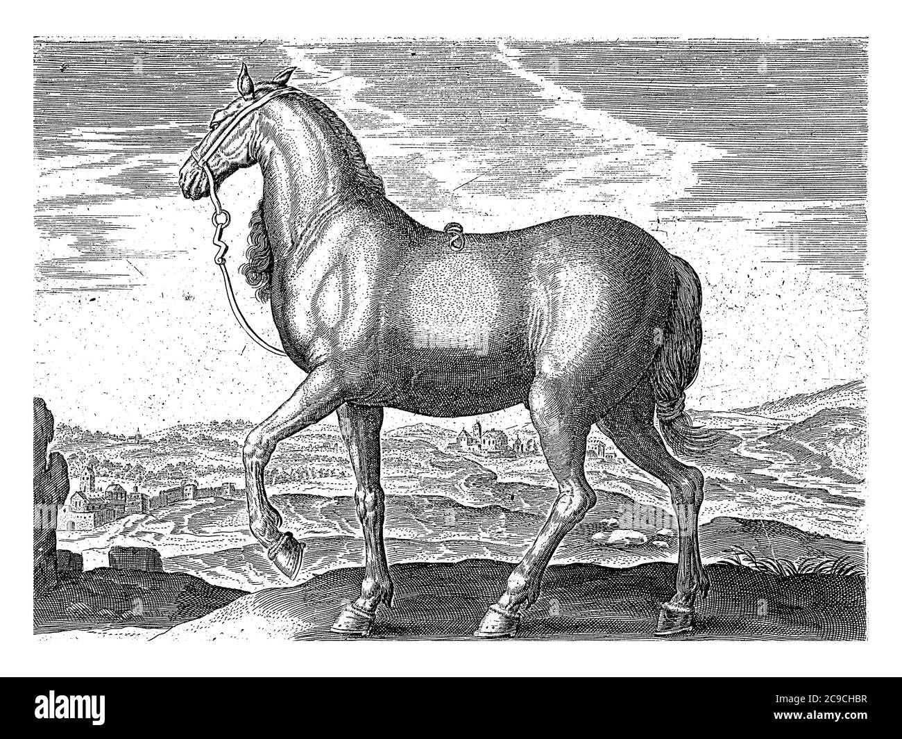 Cheval d'Albanie, anonyme, d'après Hans Collaert (I), d'après Hendrick Goltzius, d'après Jan van der Straet, 1624 - avant 1648 un cheval albanais dans un l Banque D'Images