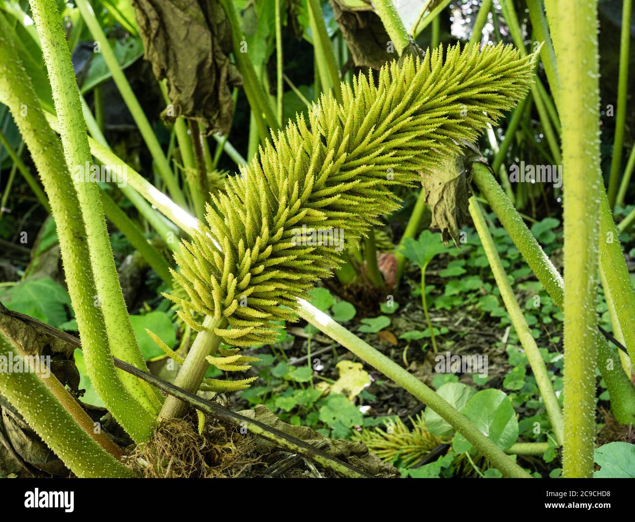 La fleur insolite de la manucata de Gunnera aux jardins subtropicaux d'Abbotsbury, sur la côte jurassique du Dorset, près de la plage de Chesil Banque D'Images