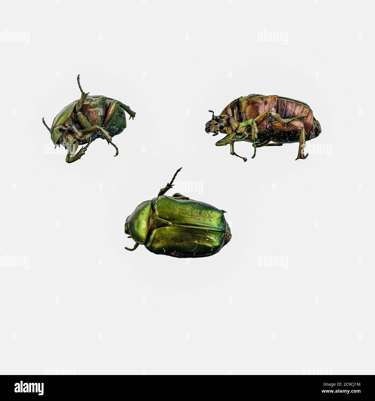 Collage photo du coléoptère Cetonia aurata en trois positions différentes sur fond blanc Banque D'Images