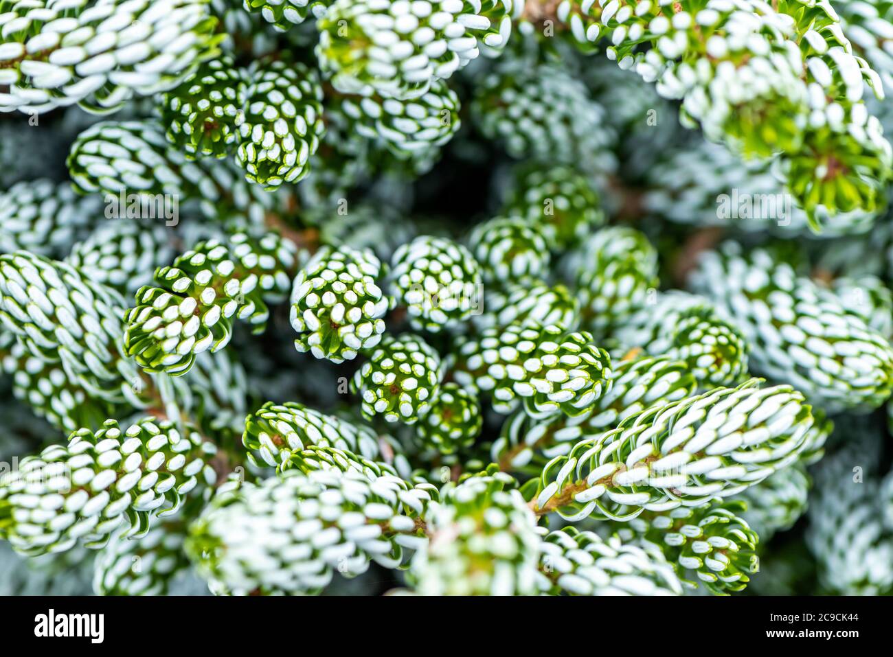 Un sapin nain blanc et vert. Korean FIR, Abies Koreana 'brise-glace', RHS Gradens, Wisley, Royaume-Uni Banque D'Images