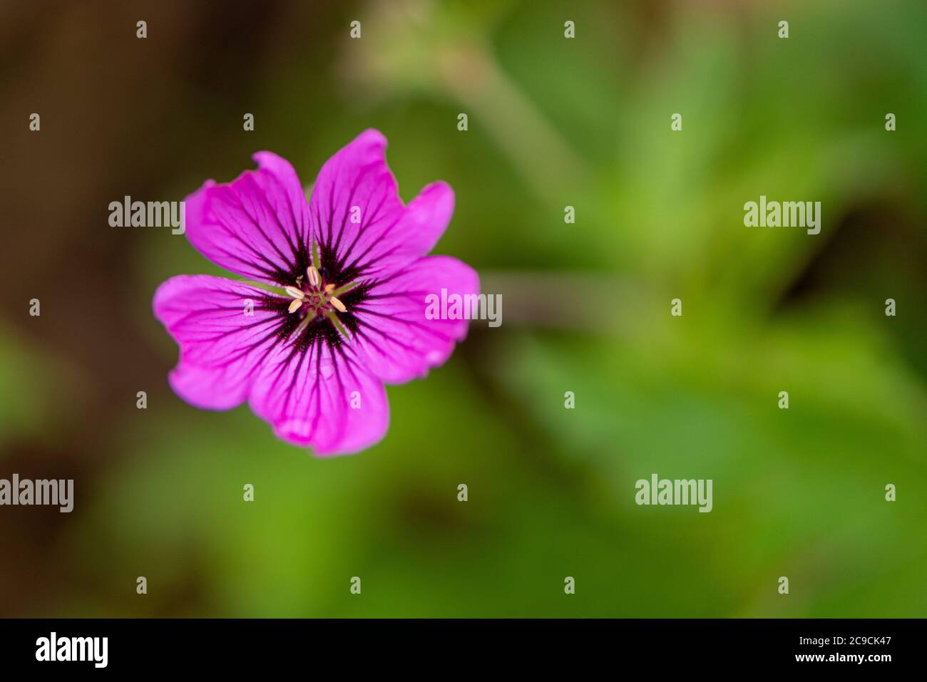 Purple Geranium Patricia Brempat, Wisley, Royaume-Uni Banque D'Images