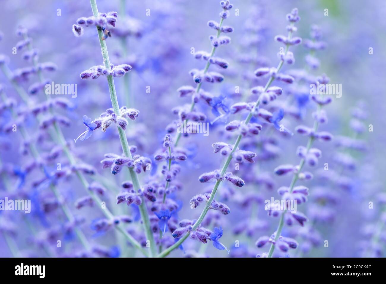 Jolies fleurs bleues, sauge russe, Perovskia atriplicifolia 'Little Spire', RHS Gardens, Wisley, Royaume-Uni Banque D'Images