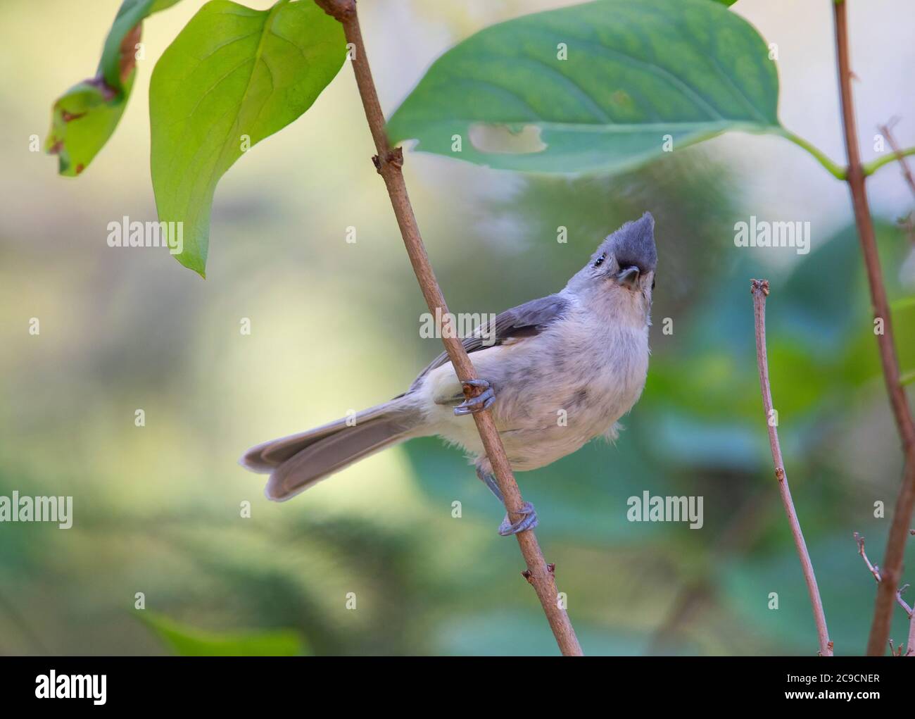 Un titmose touffeté (Baeolophus bicolor) dans un arbre de Cape Cod, aux États-Unis Banque D'Images