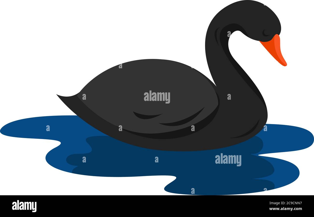 Cygne noir, illustration, vecteur sur fond blanc Illustration de Vecteur