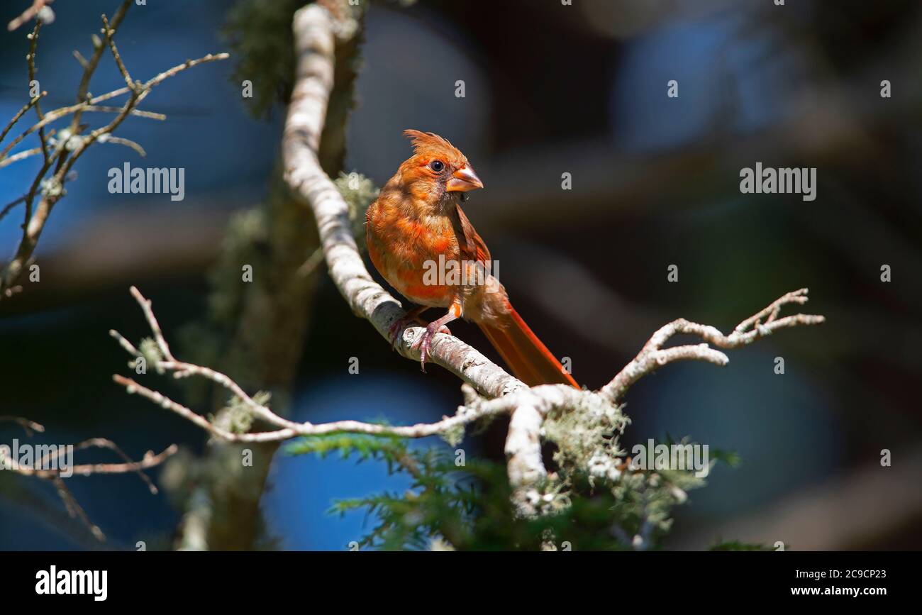 Cardinal mâle (Cardinalidae) dans un arbre de Cape Cod, aux États-Unis Banque D'Images