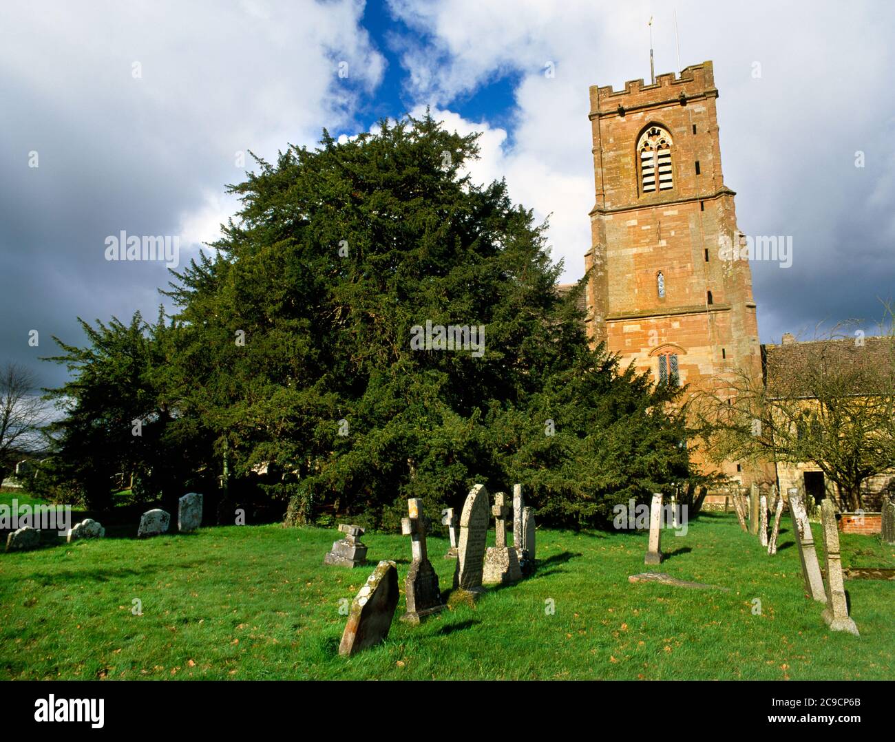 La célèbre ancienne if de l'église de Saint Bartholomée, Marcle. Il est daté entre 1000 et 2000 ans. Le coffre est creux avec un siège à l'intérieur. Banque D'Images
