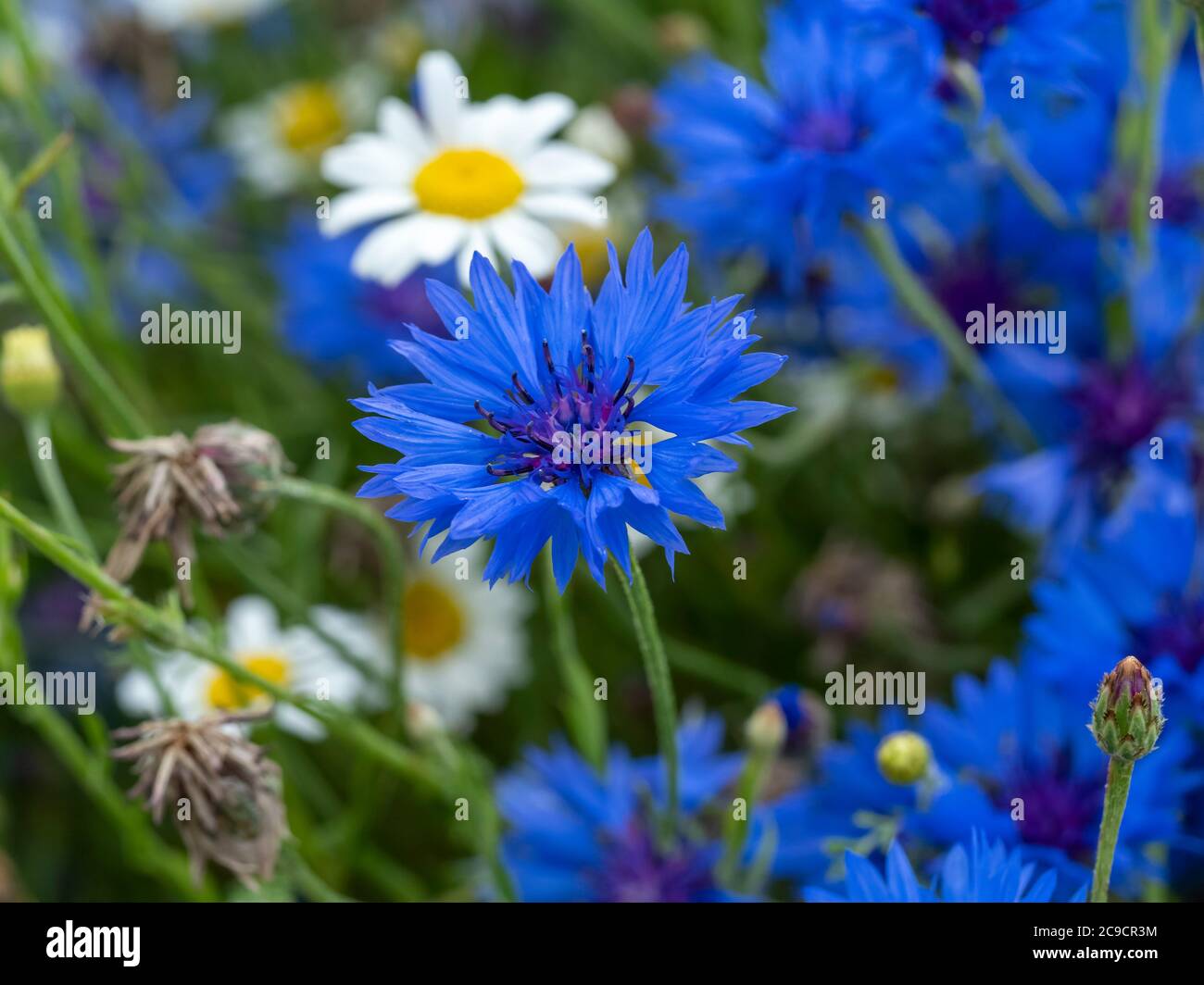 Gros plan d'une fleur de maïs bleue, Centaurea cyanus, dans un pré à fleurs mixtes Banque D'Images