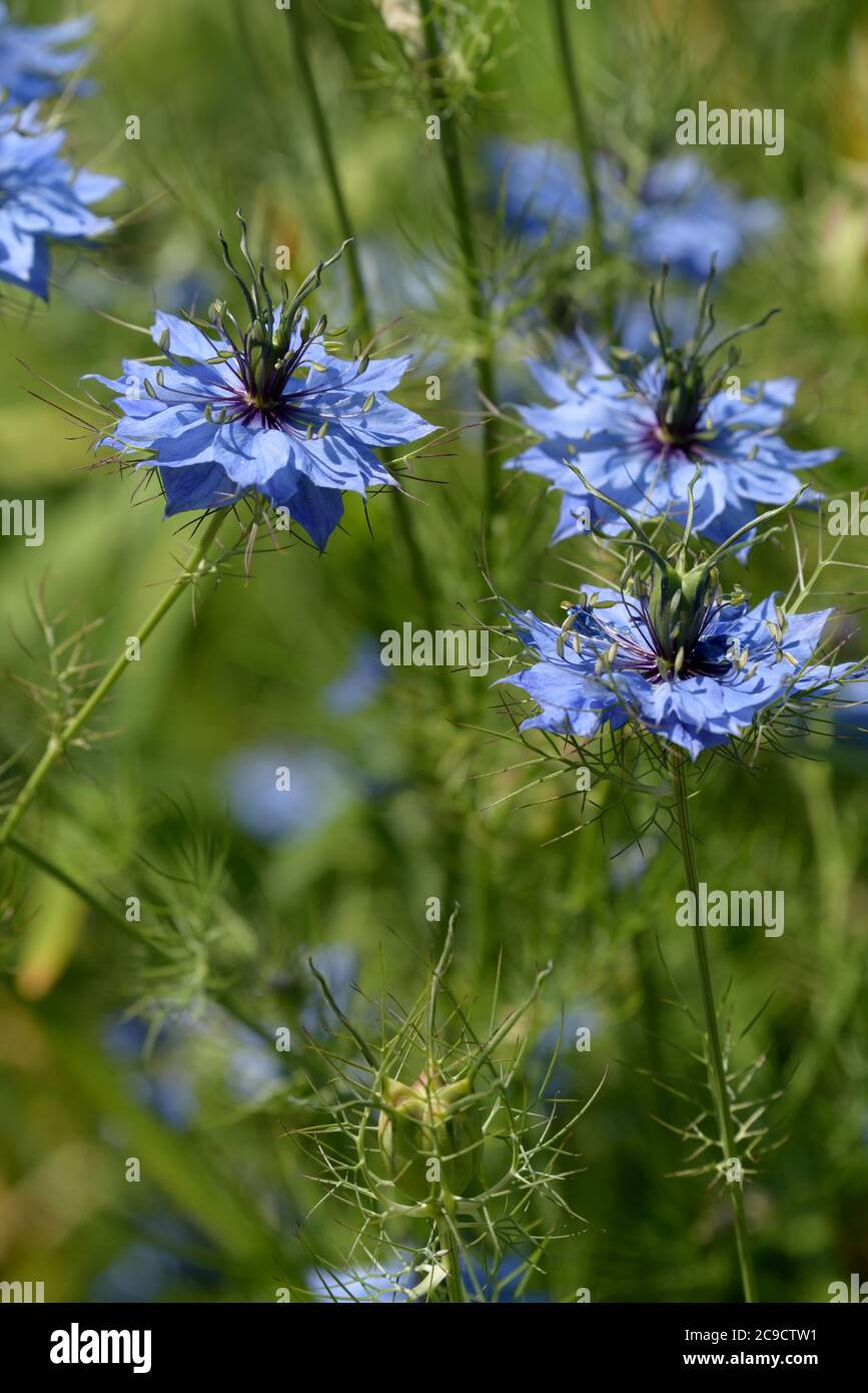 Nigella damascena, amour-dans-un-brouillard, dame déchiquetée ou diable dans la brousse, est une plante à fleurs de jardin annuelle Banque D'Images