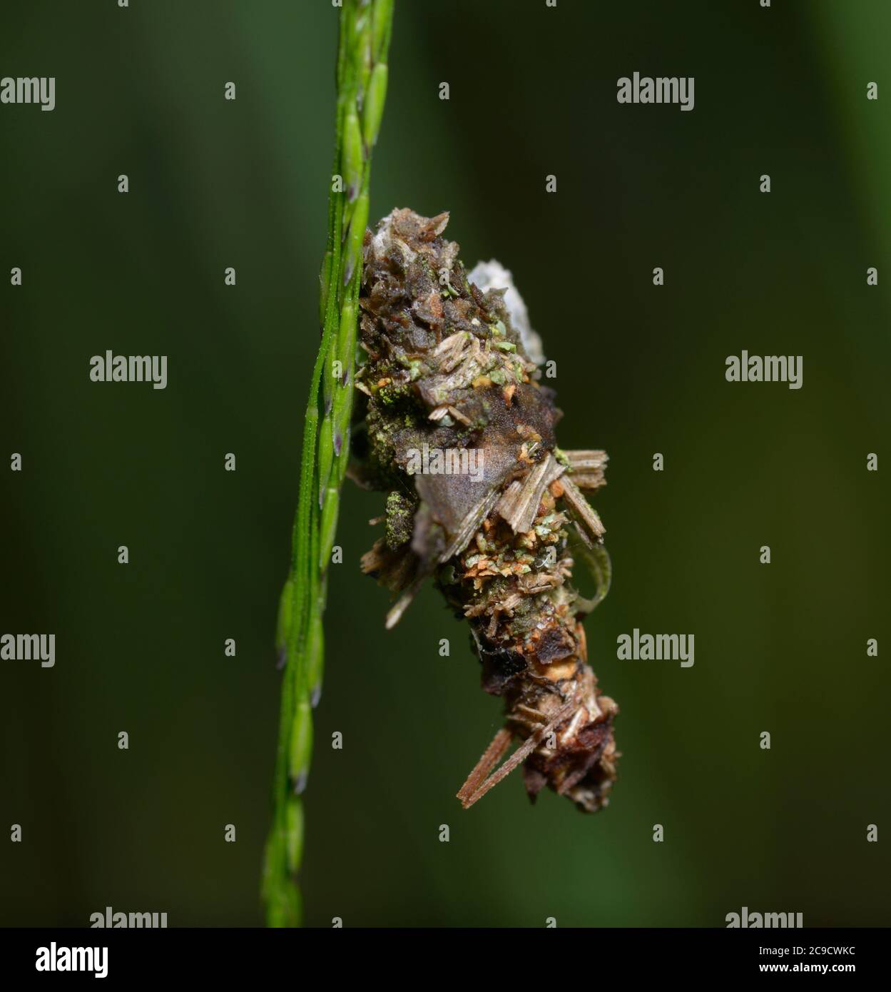 Chrysalis d'une mouche de boutefly accrochée sur une tige d'herbe Banque D'Images