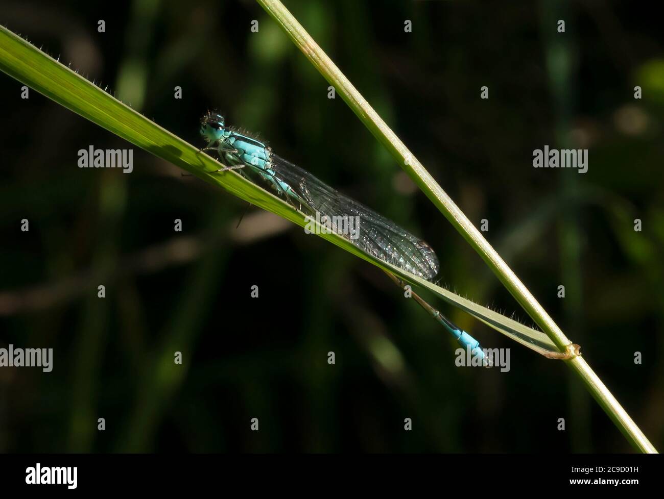 Mâle perchée mouche à queue bleue (Ischnuma elegans), Oxfordshire Banque D'Images