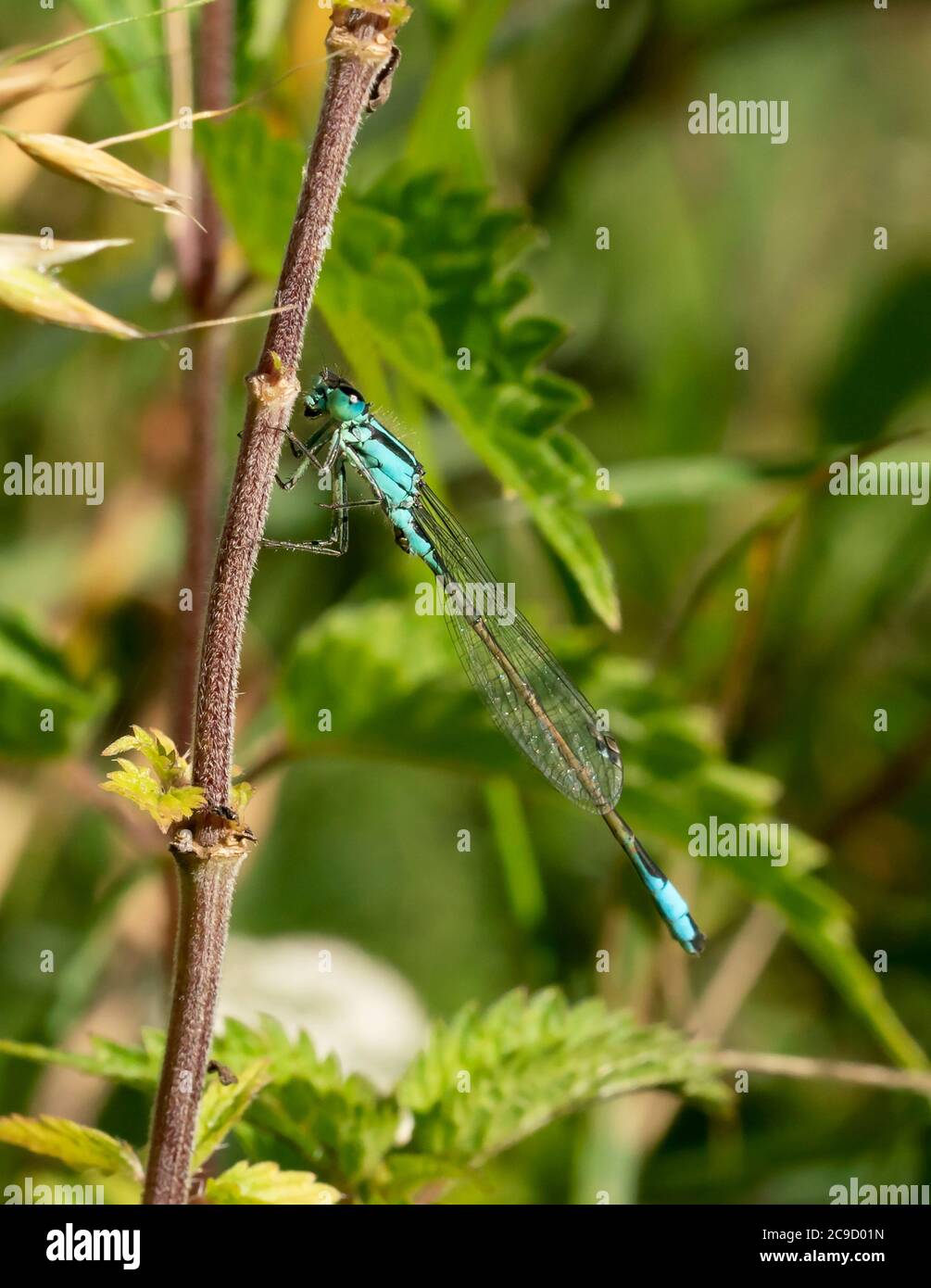 Mâle perchée mouche à queue bleue (Ischnuma elegans), Oxfordshire Banque D'Images