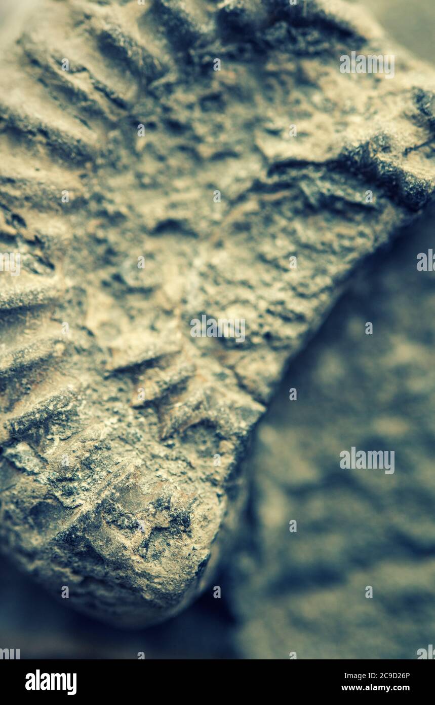 Close-up d'un fossile d'ammonite Banque D'Images