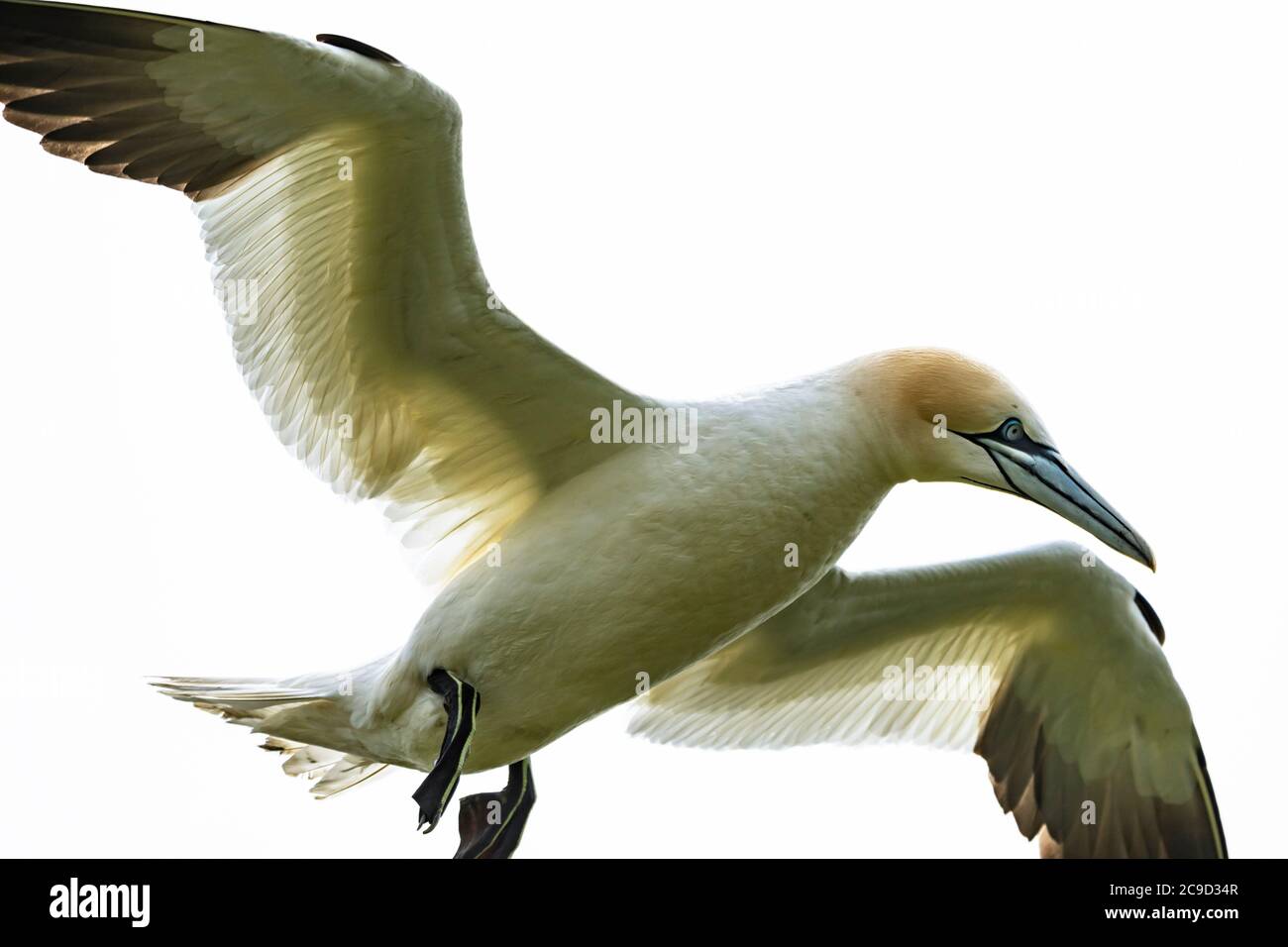 Images de séquence de vol et d'atterrissage au nid de Gannet du Nord, Morus bassanus. Great Saltee Island, Irlande. Banque D'Images