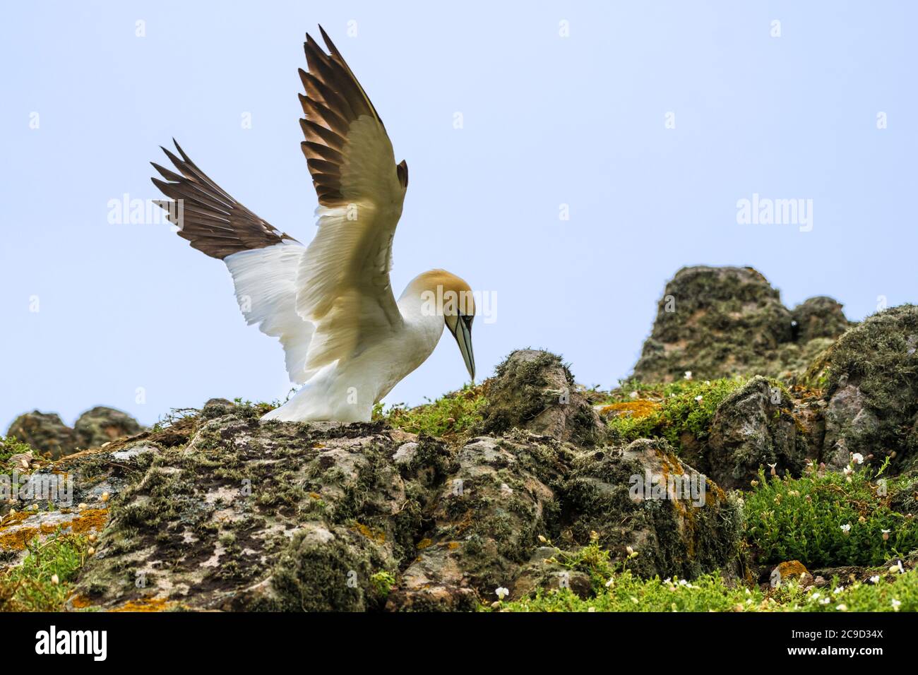 Images de séquence de vol et d'atterrissage au nid de Gannet du Nord, Morus bassanus. Great Saltee Island, Irlande. Banque D'Images