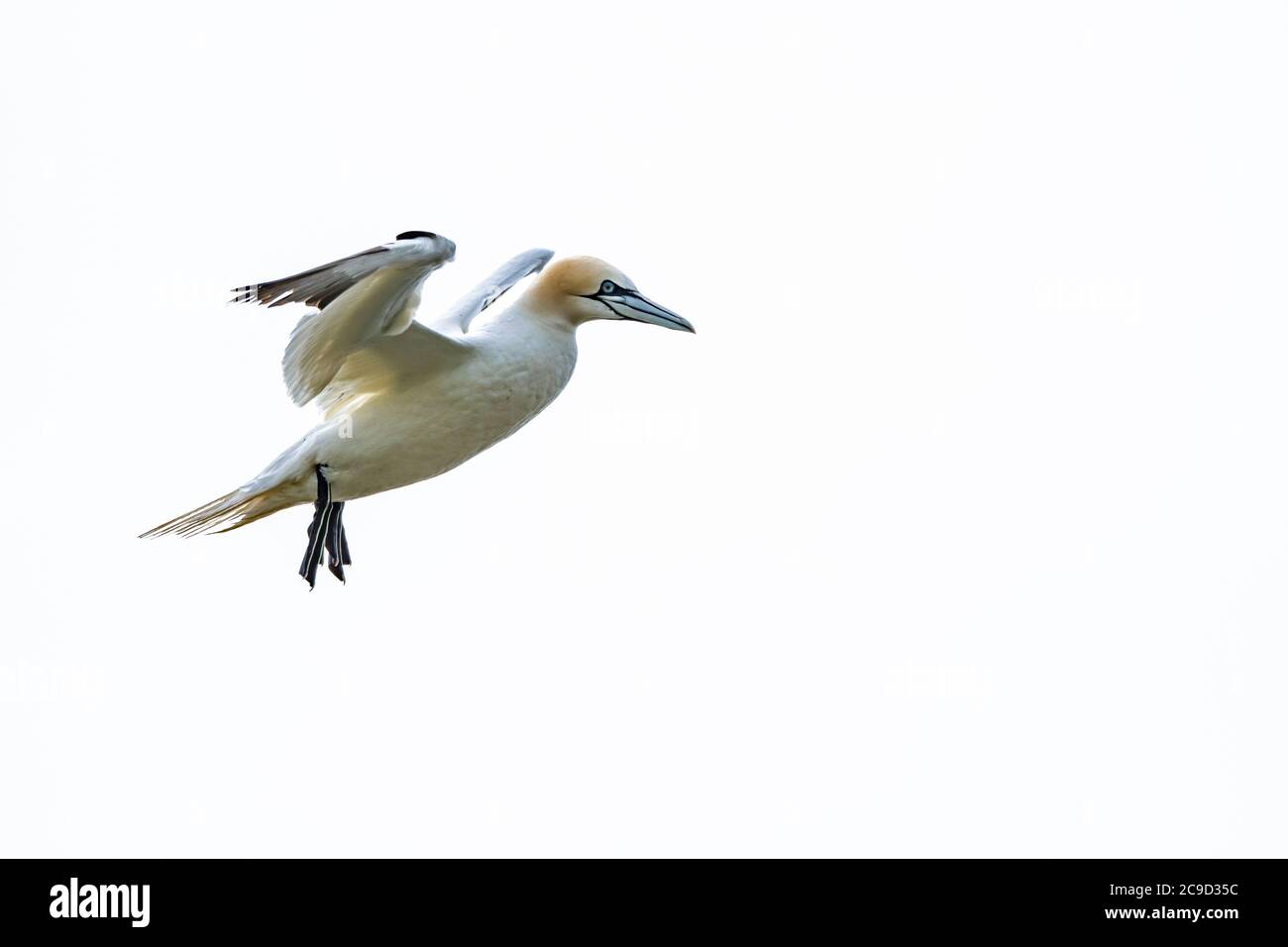 Images de séquence de vol et d'atterrissage au nid de Gannet du Nord, Morus bassanus. Great Saltee Island, Irlande. Banque D'Images