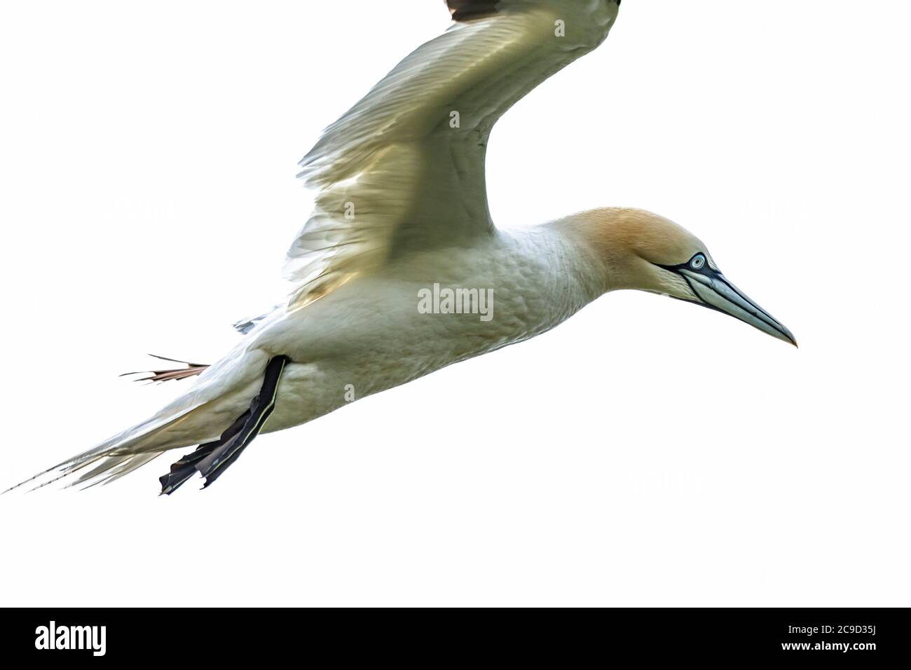 Images de séquence de vol et d'atterrissage au nid de Gannet du Nord, Morus bassanus. Great Saltee Island, Irlande. Banque D'Images