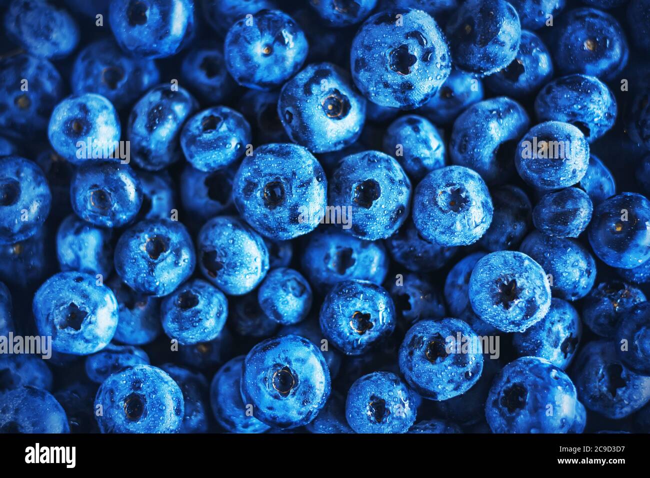 Arrière-plan avec beaucoup de grands baies de bleuets de forêt mûres bleues. Récolte riche. Banque D'Images