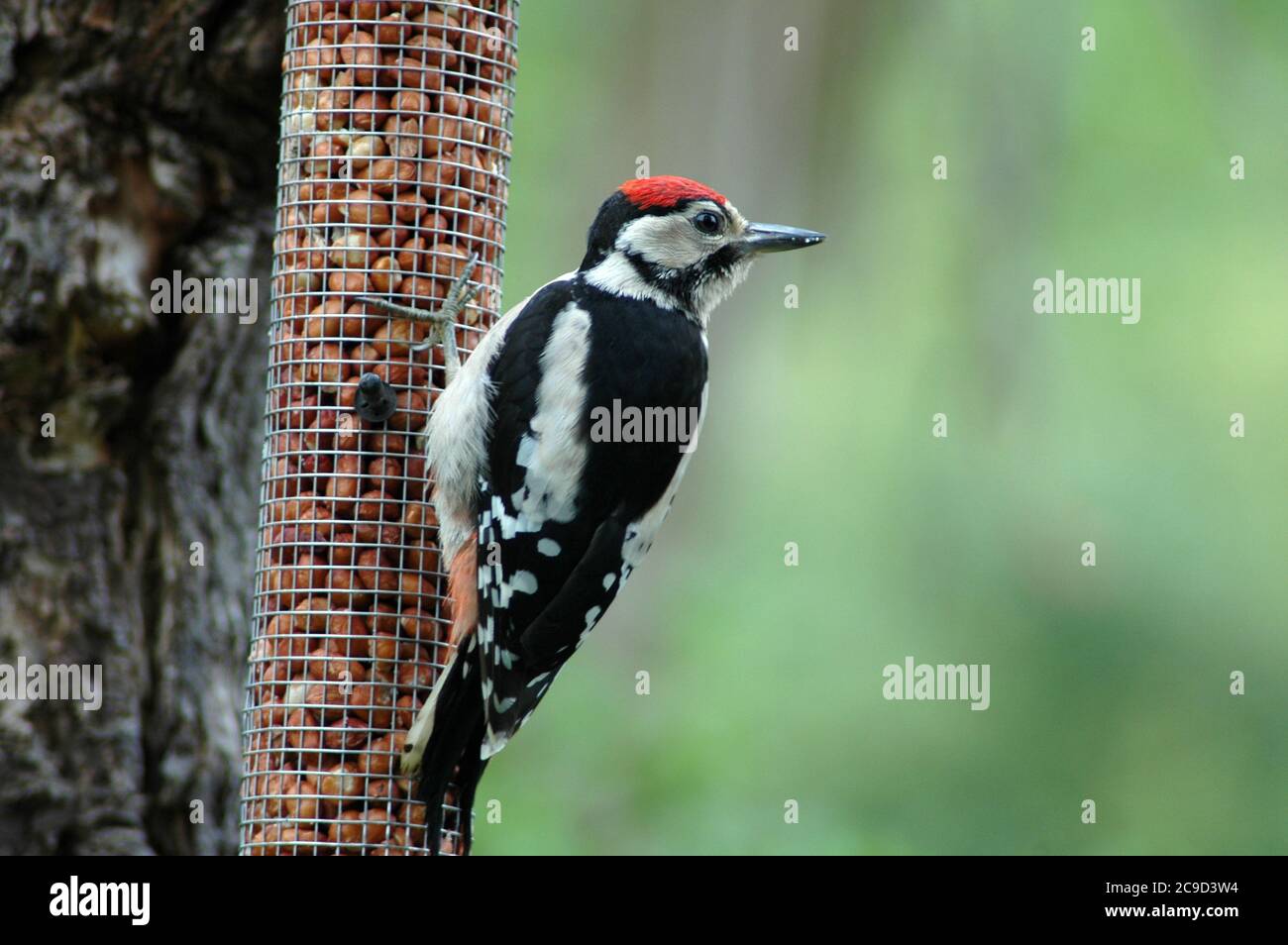 Petit pic tacheté juvénile (Dendrocopos Major) sur le détenteur de l'arachide, juillet, plaine côtière du Sussex Ouest. Banque D'Images