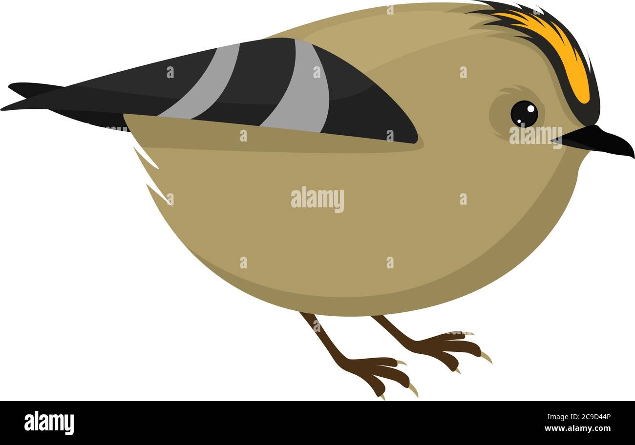 Oiseau Goldcrest, illustration, vecteur sur fond blanc Illustration de Vecteur