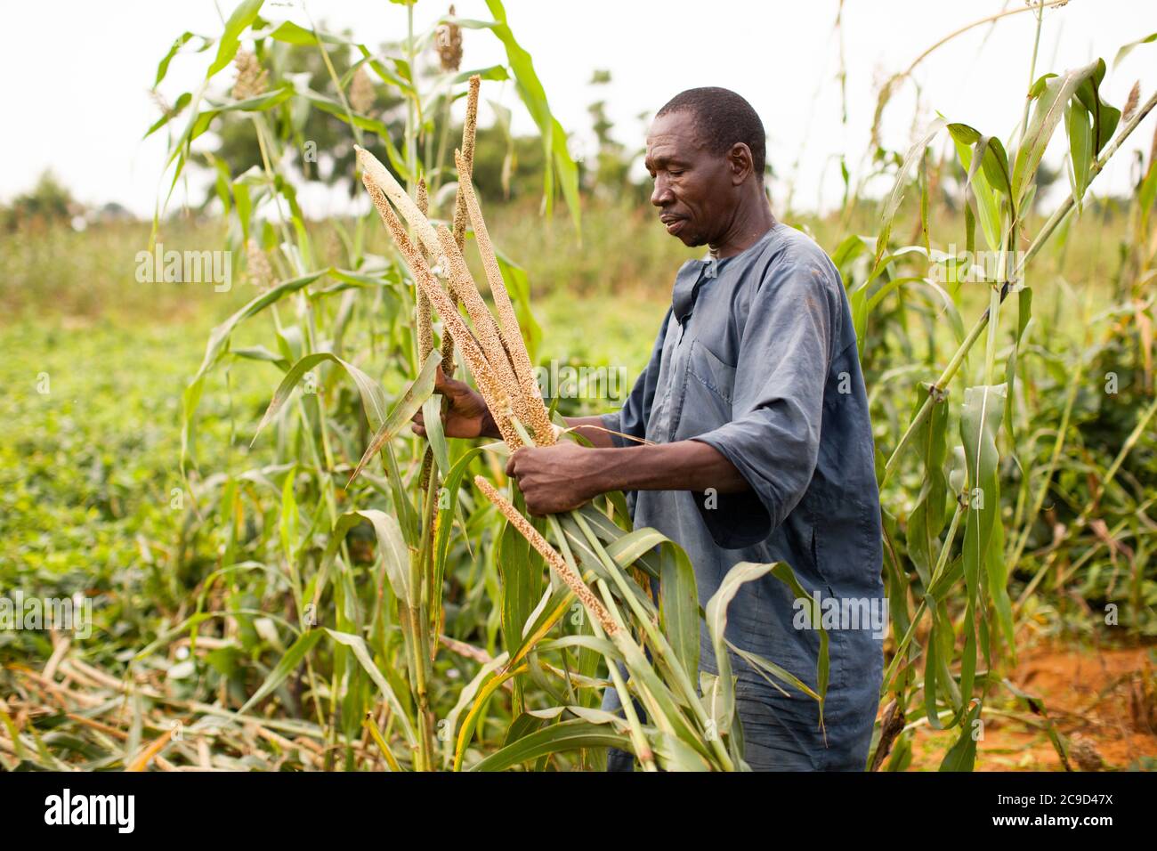 Un petit agriculteur de subsistance de sexe masculin récolte du mil dans sa ferme de la région de Tahoua, au Niger, en Afrique de l'Ouest. Banque D'Images