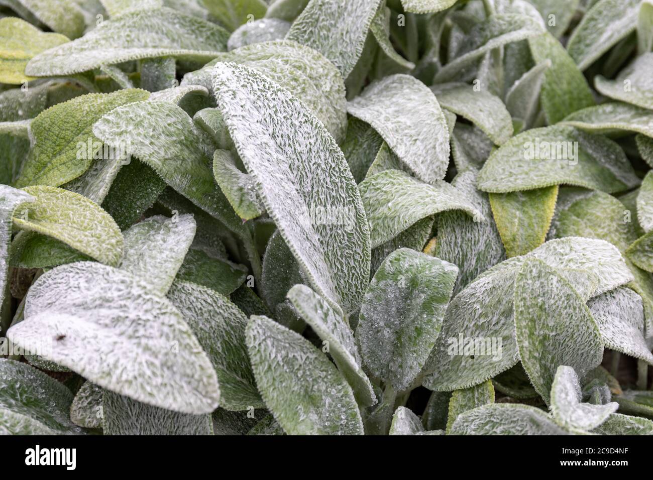 Feuilles de Stachys byzantina ou d'oreille d'agneau ou de tégule laineux Banque D'Images