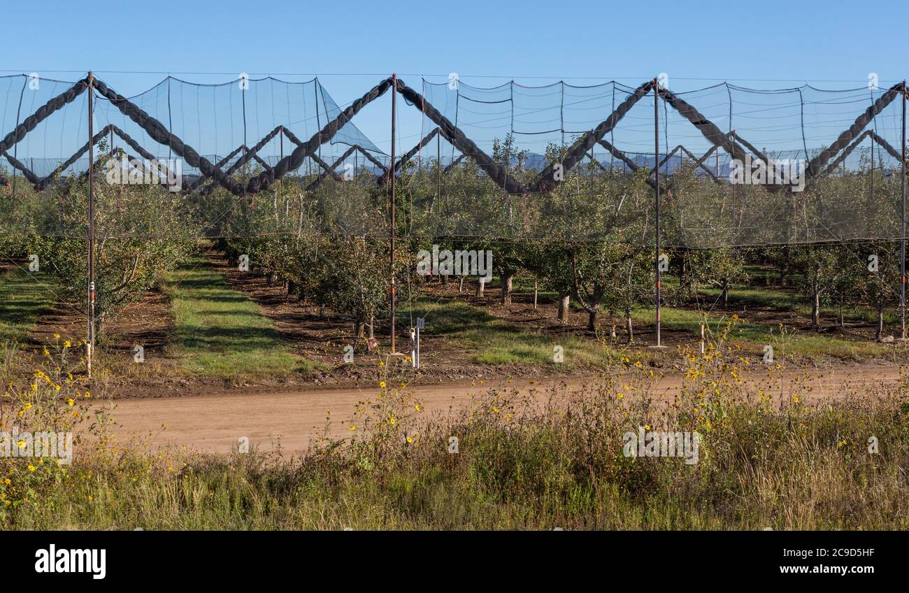 Chihuahua Comptabilité: Apple Orchard vue de El Chepe train entre Chihuahua et la Junta, Chihuahua State, Mexique. Banque D'Images