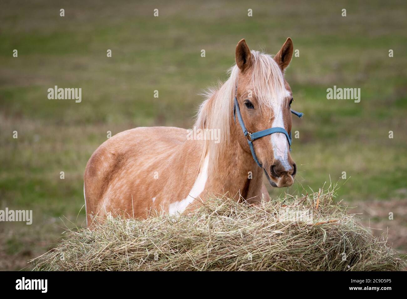 Un jeune cheval brun clair se tient devant un grand paquet de foin à mâcher. Le cheval a une longue manie blanche. L'animal a une bride bleue sur sa tête. Banque D'Images