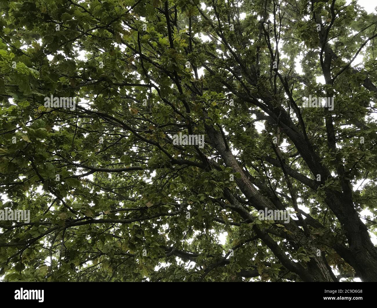 Vue vers le haut de l'arbre avec de nombreuses branches et feuilles Banque D'Images
