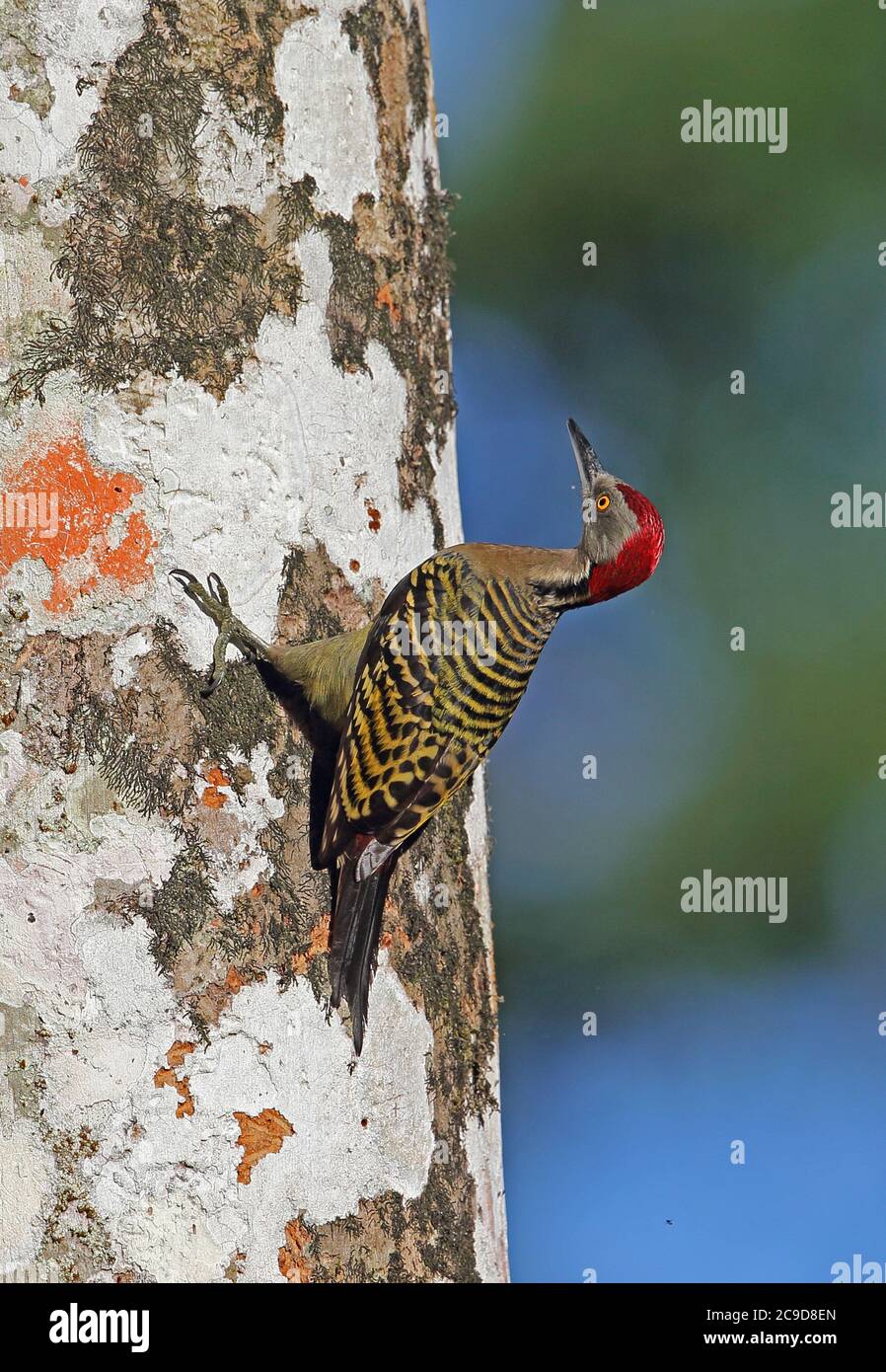 Hispaniolan Woodgecker (Melanerpes striatus) adulte mâle accrochant au tronc d'arbre (espèces endémiques) Los Haitises NP, République dominicaine Banque D'Images