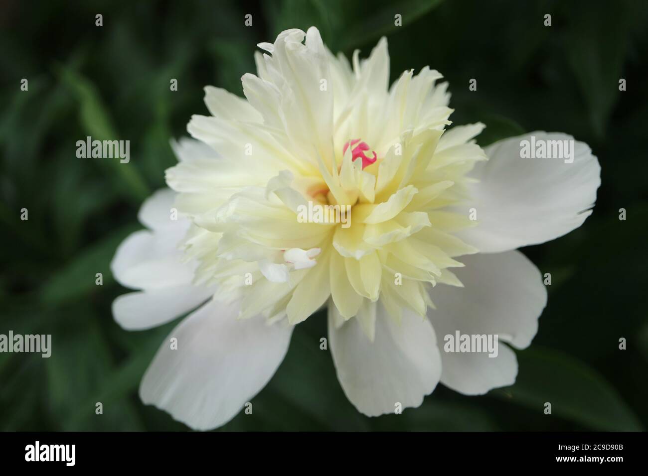 Pivoine blanche avec pétales délicats et feuilles vertes dans le jardin, fleurs de printemps blanches macro, tête de fleur macro, photo florale, macro photographie, stock Banque D'Images