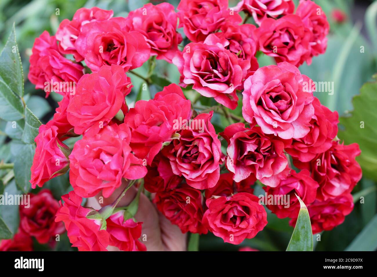 Belle écarlate de corail roses sauvages, UN gros plan d'une fleur. Banque D'Images