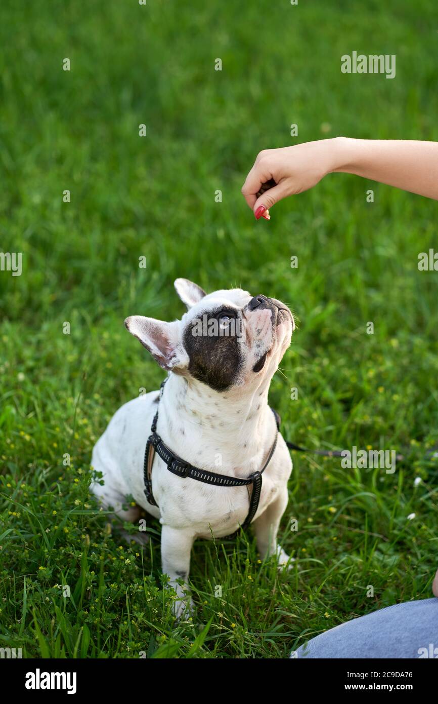 Récolte de la main d'une femme méconnaissable tenant des friandises, maître d'entraînement français bulldog sur la laisse. Vue de dessus de l'animal de compagnie, assis sur l'herbe verte en regardant les gâteries, jour d'été. Concept d'entraînement des animaux. Banque D'Images