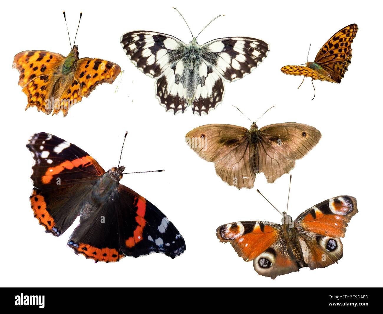 collection de papillons isolés sur blanc Banque D'Images