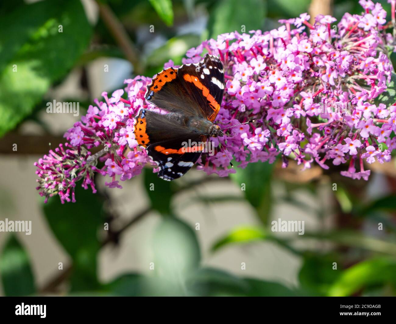 L'amiral rouge butterfly on flower Banque D'Images