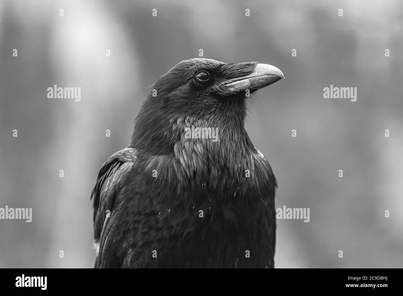 Gros plan sur un corbeau commun d'Amérique du Nord (Corvus corax principalis), par national Banff, Alberta, Canada, en noir et blanc. Banque D'Images