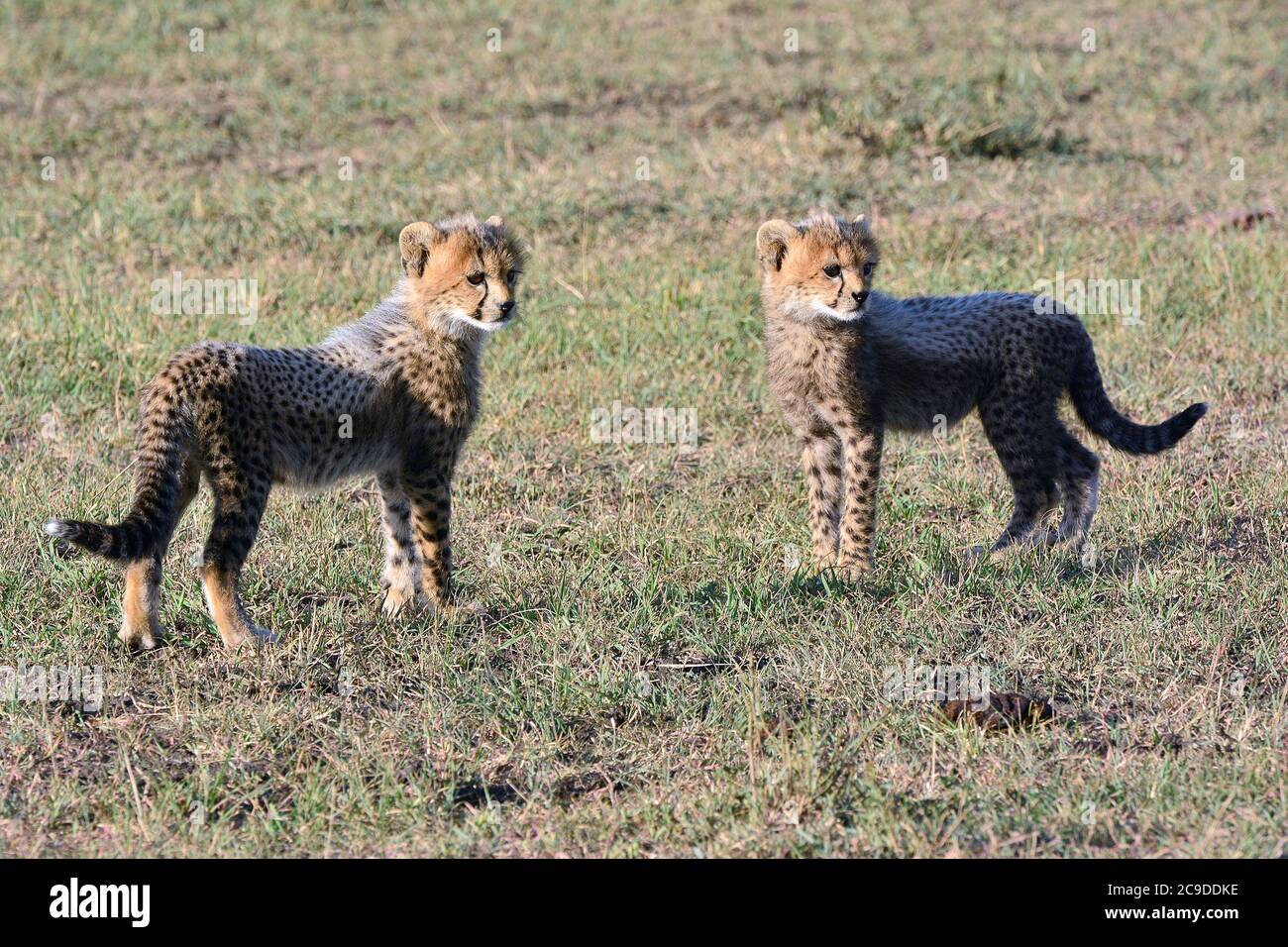 cheetah, Gepard, Acinonyx jubatus, gepárd, Réserve nationale de Maasai Mara, Kenya, Afrique Banque D'Images