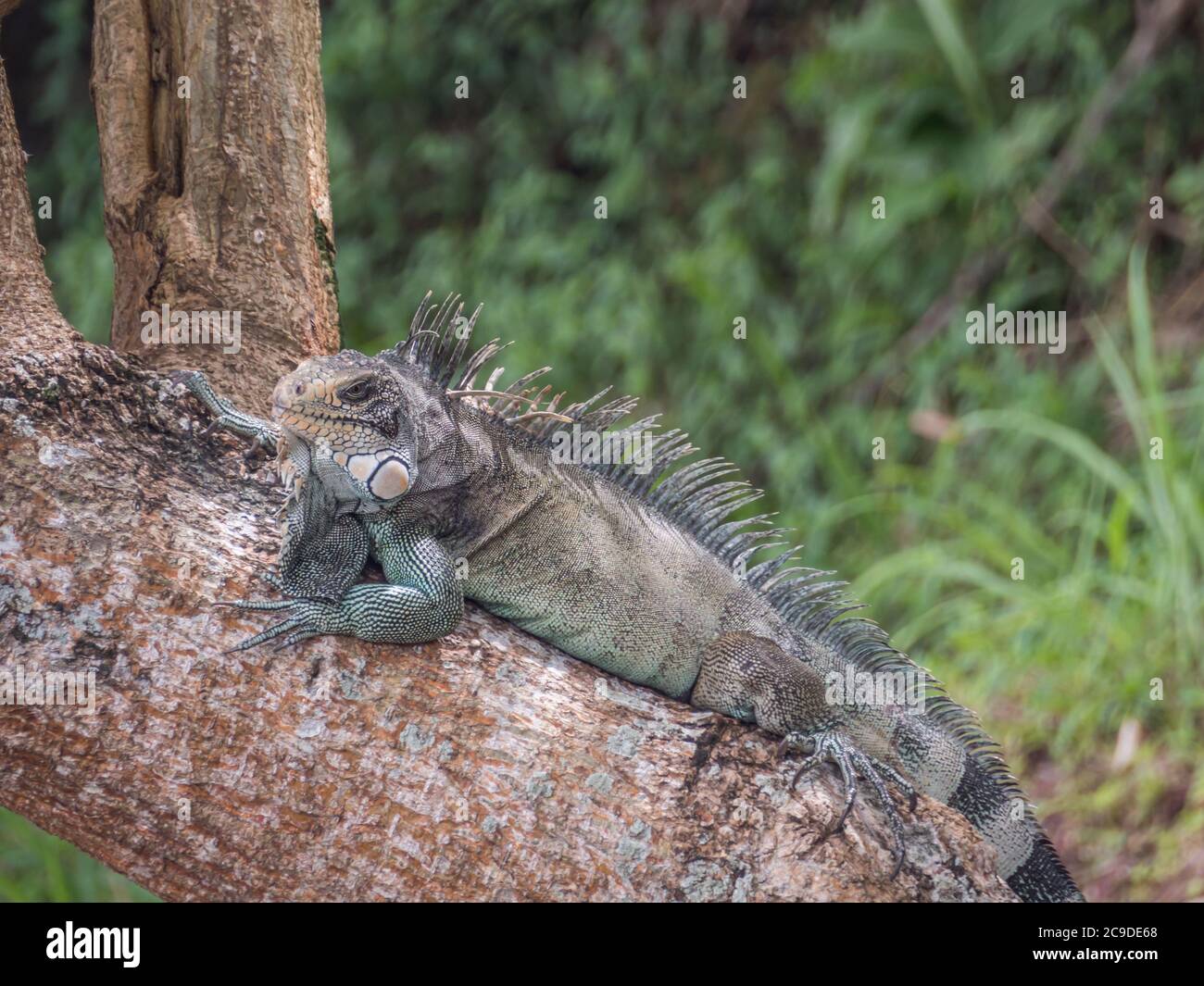 Un grand lézard vert sur l'arbre dans la jungle amazonienne. Amazonie. Amérique latine. Forêt tropicale. Iquitos, Pérou, Amérique du Sud. Banque D'Images