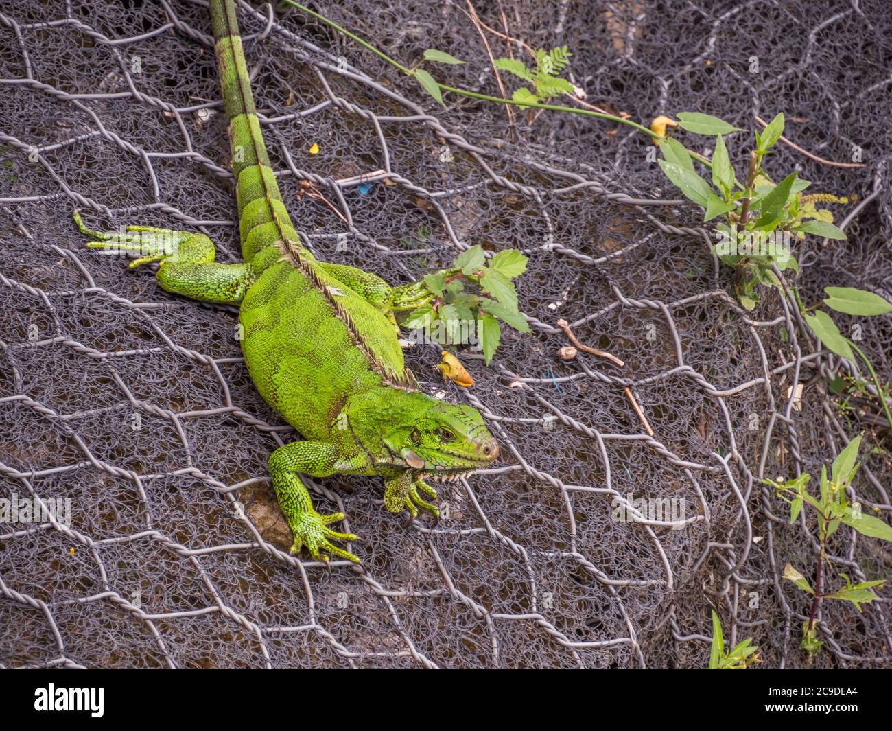 Un grand lézard vert sur une grille, sur la rive d'une rivière dans la jungle amazonienne. Amazonie Amérique latine. La forêt tropicale. Iquitos, Pérou, Amérique du Sud. Banque D'Images